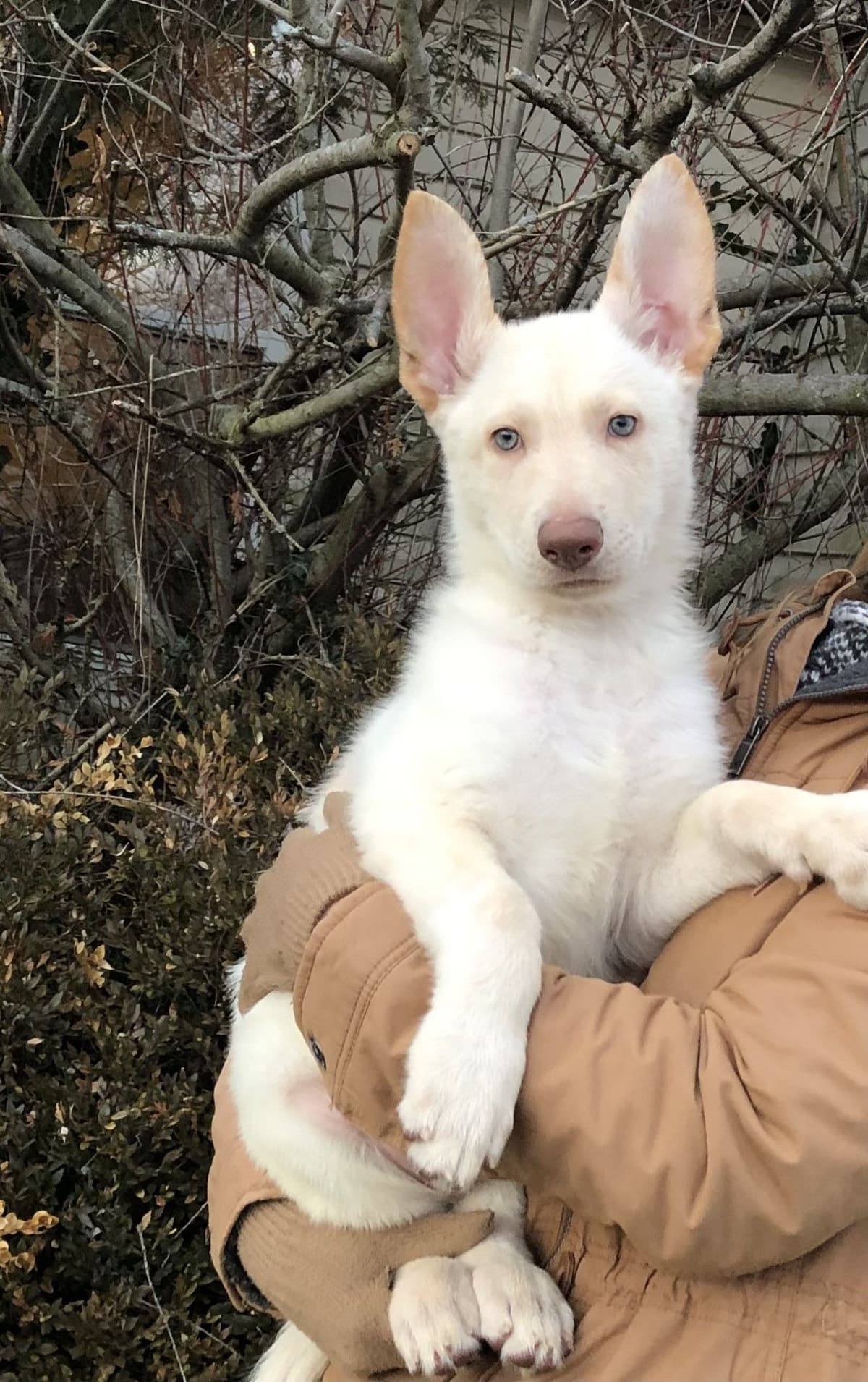 German Shepherd Dog Puppies, Mink Street Shepherds breeder image 30