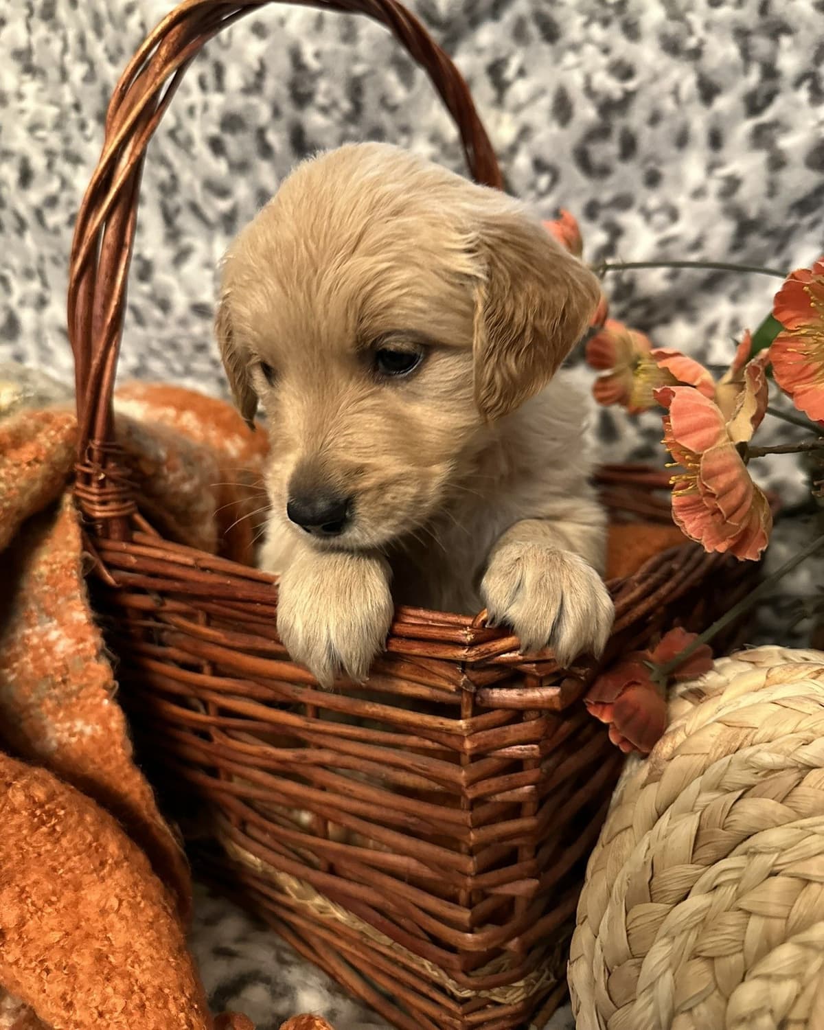 Golden Retriever Puppies breeder image 1