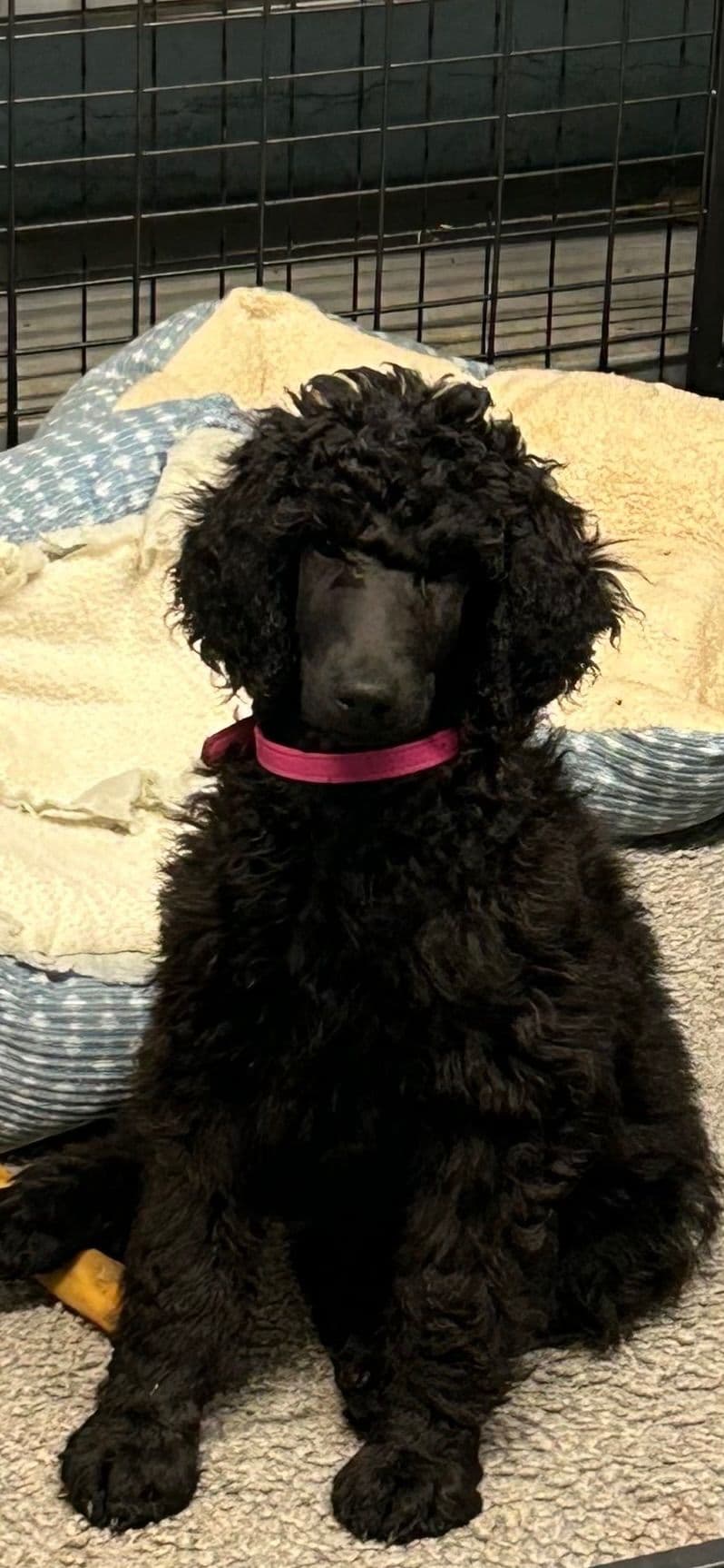 Poodle Puppies breeder image 11