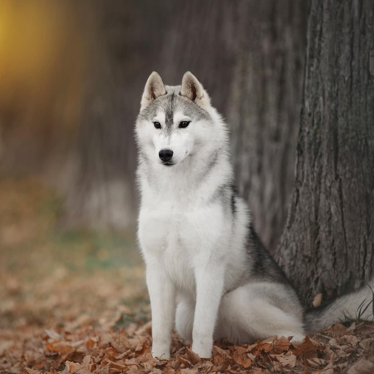 Siberian Husky Puppies breeder image 2
