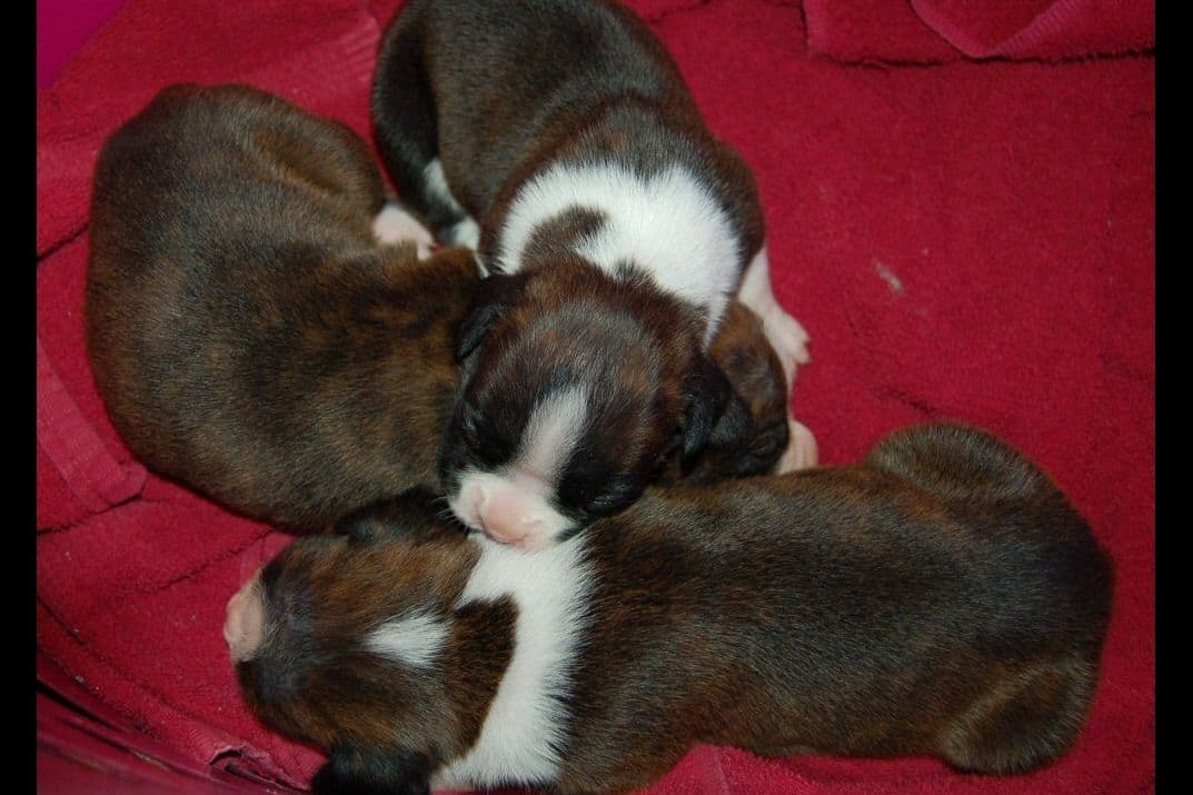 Boxer Puppies breeder image 6