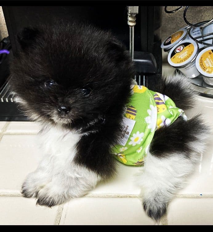 Berra's Insatiable Pomeranian Puppies breeder image 6