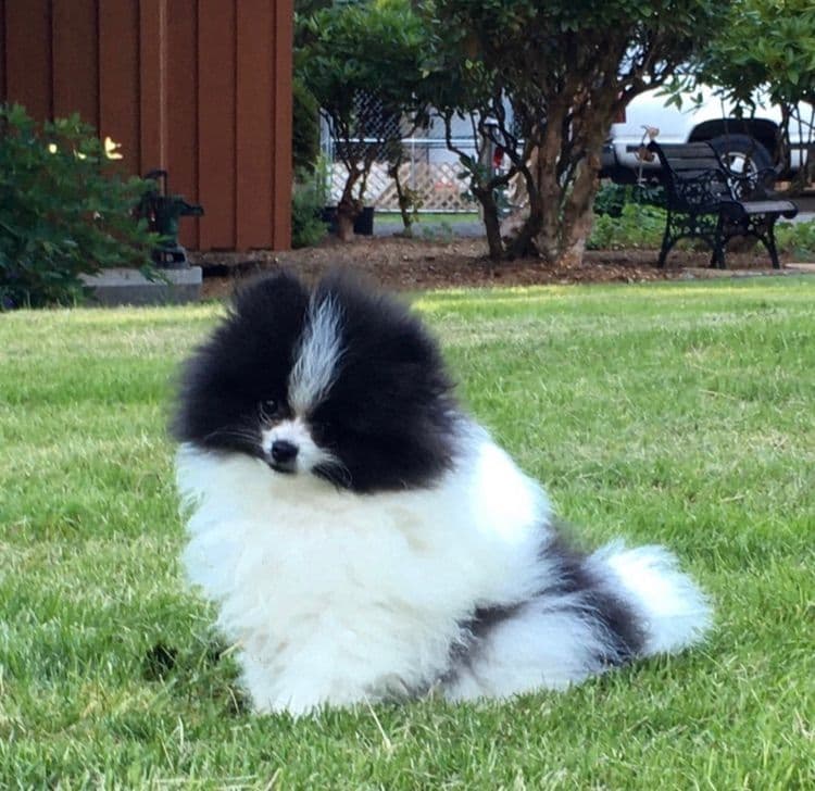 Berra's Insatiable Pomeranian Puppies breeder image 7