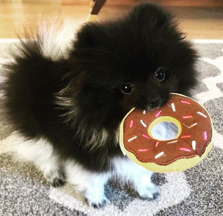 Berra's Insatiable Pomeranian Puppies breeder image 2