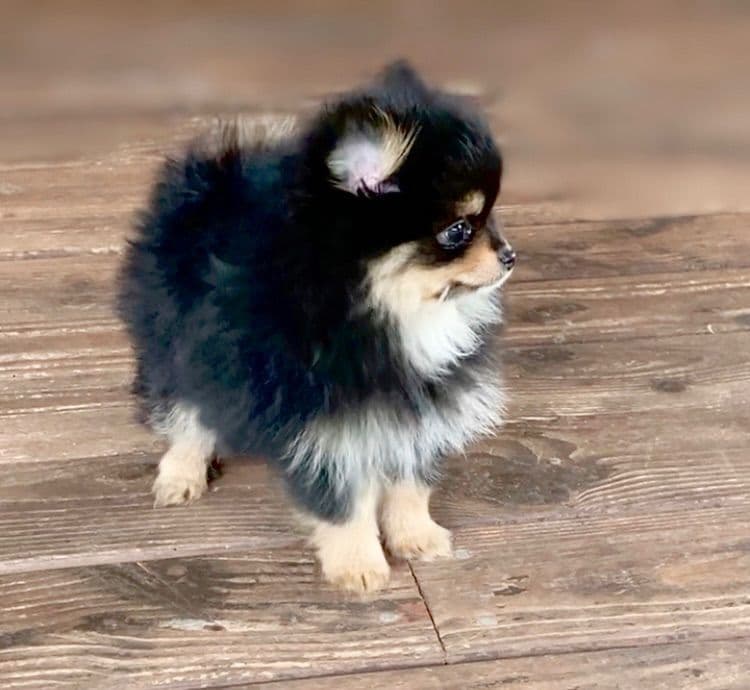 Berra's Insatiable Pomeranian Puppies breeder image 10