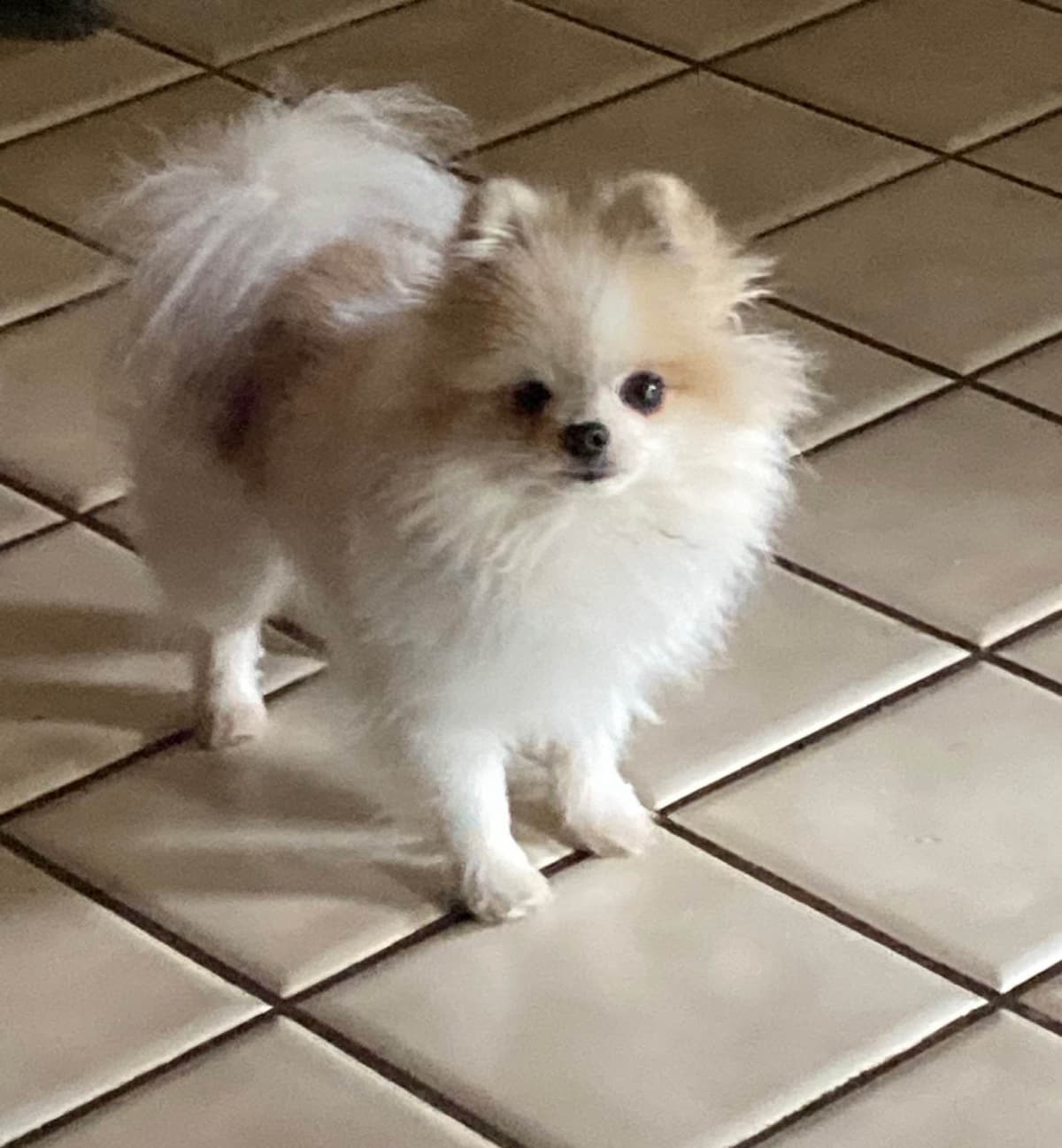 Berra's Insatiable Pomeranian Puppies breeder image 12