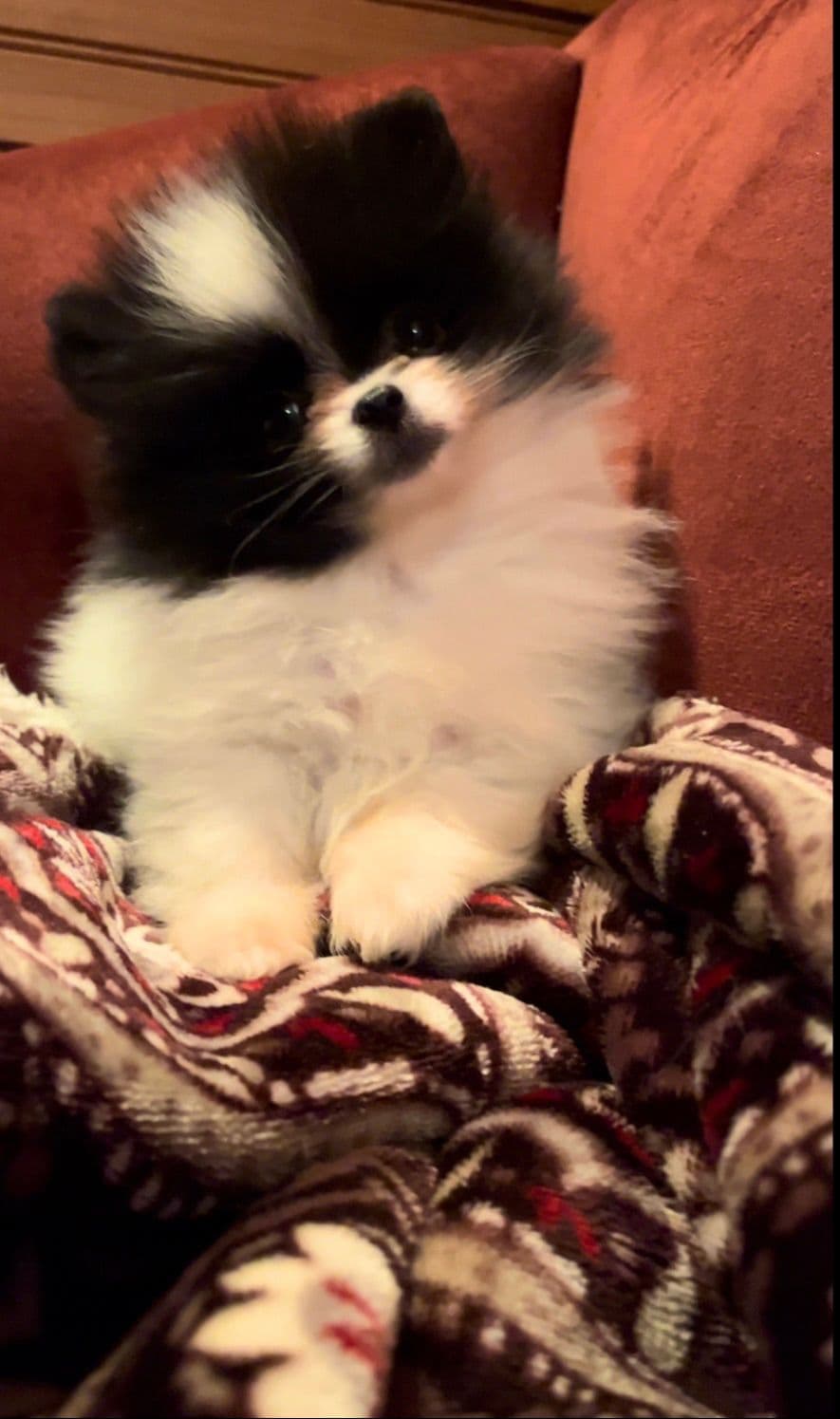 Berra's Insatiable Pomeranian Puppies breeder image 11