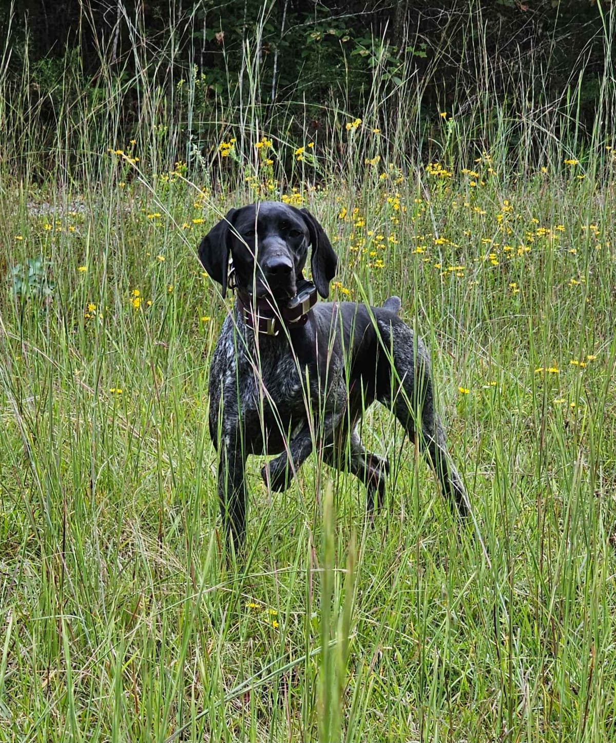 German Shorthaired Pointer Puppies breeder image 1