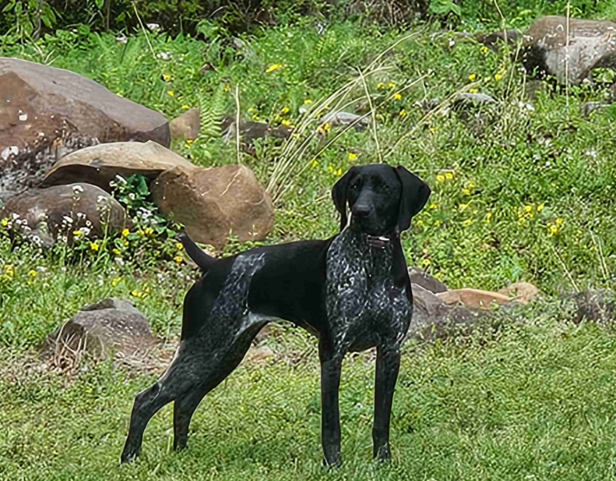 German Shorthaired Pointer Puppies breeder image 2