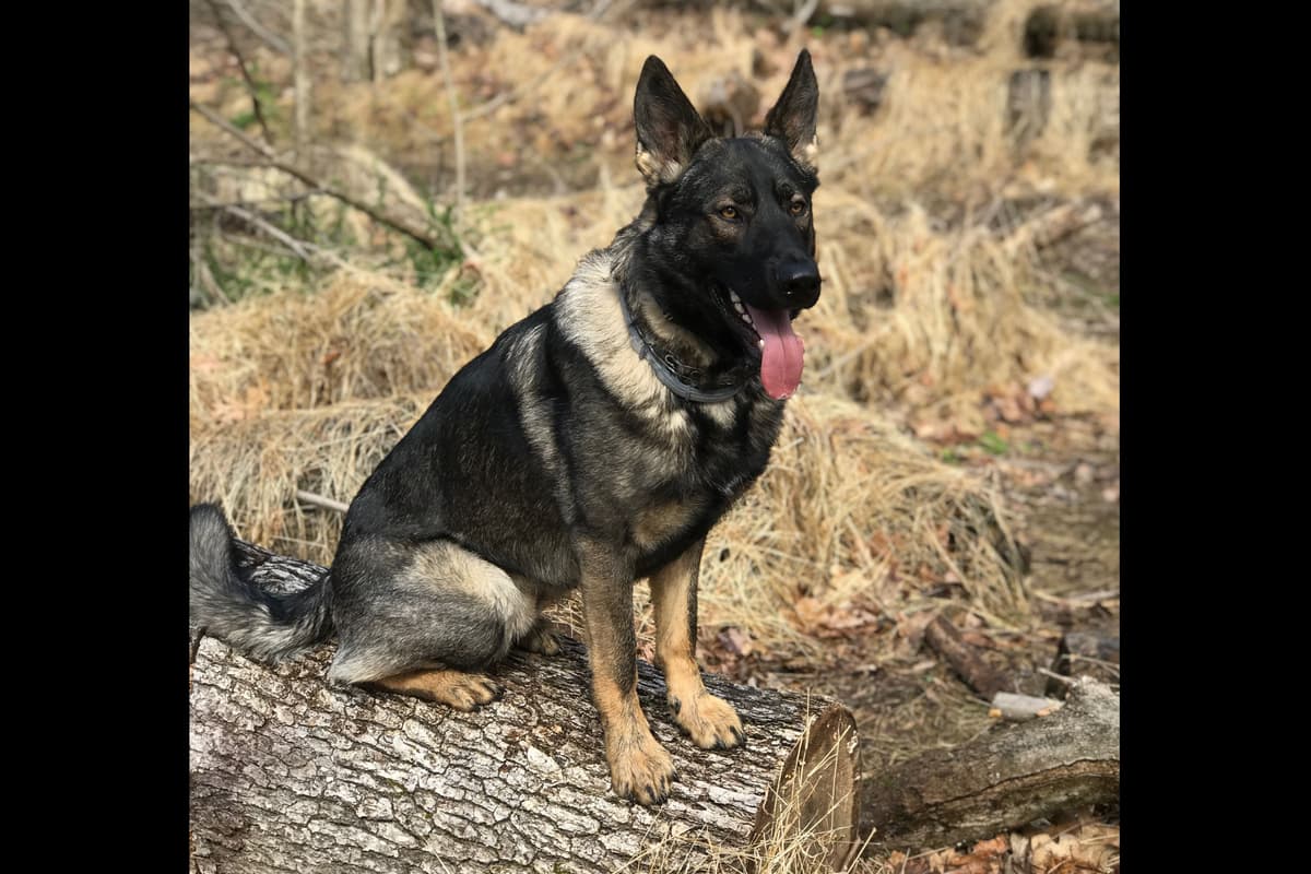 1 Gorgeous, all black, working line, German Shepherd breeder image 4
