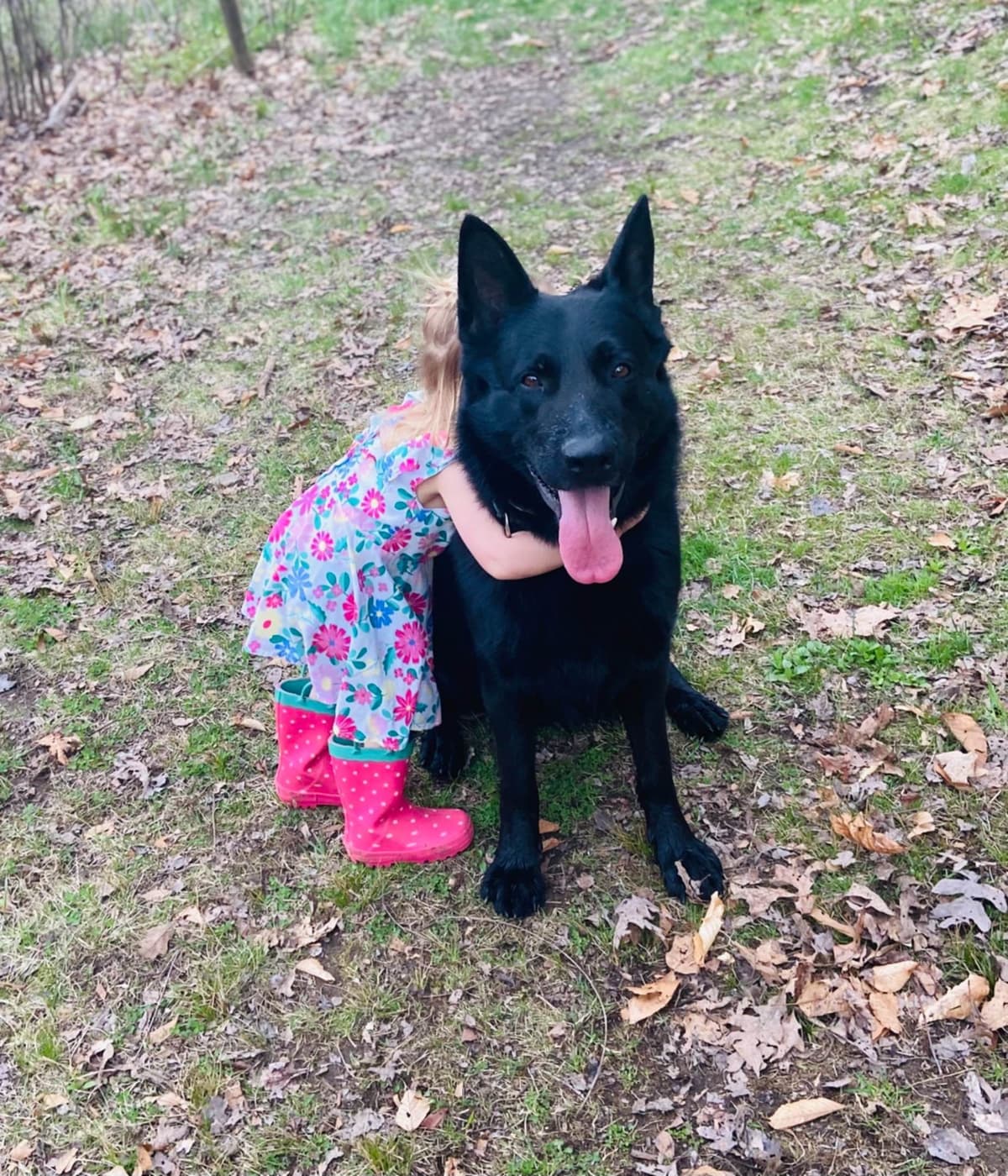1 Gorgeous, all black, working line, German Shepherd breeder image 11