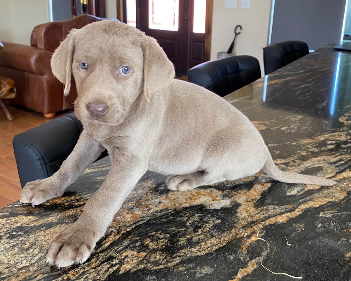 Labrador Retriever Puppies taking deposits to hold breeder image 7