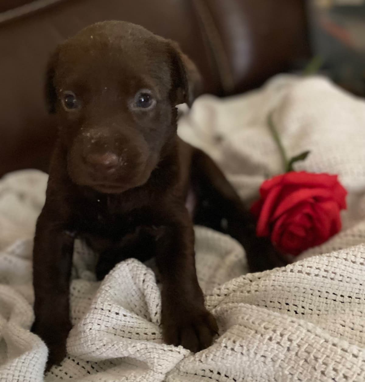 Labrador Retriever Puppies taking deposits to hold breeder image 14