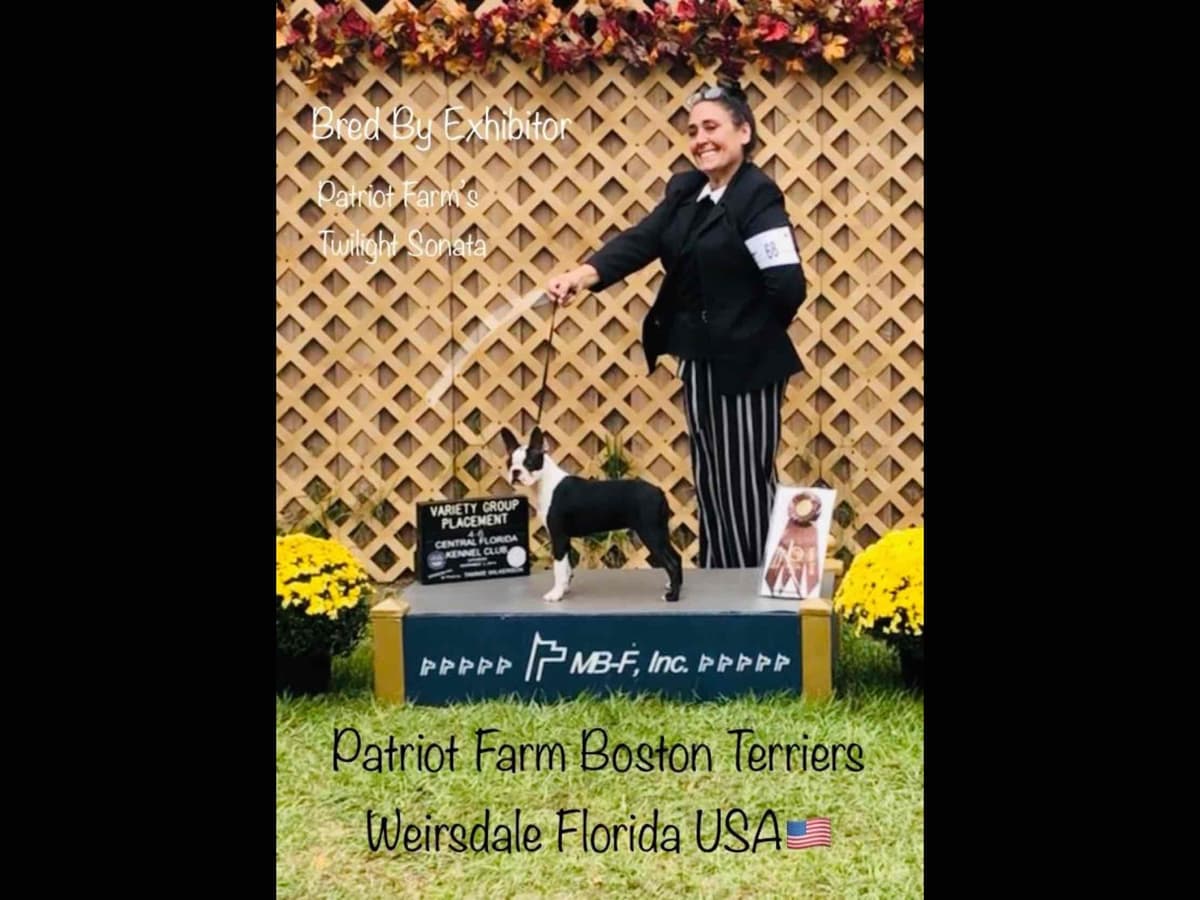 PATRIOT FARM BOSTON TERRIERS breeder image 6