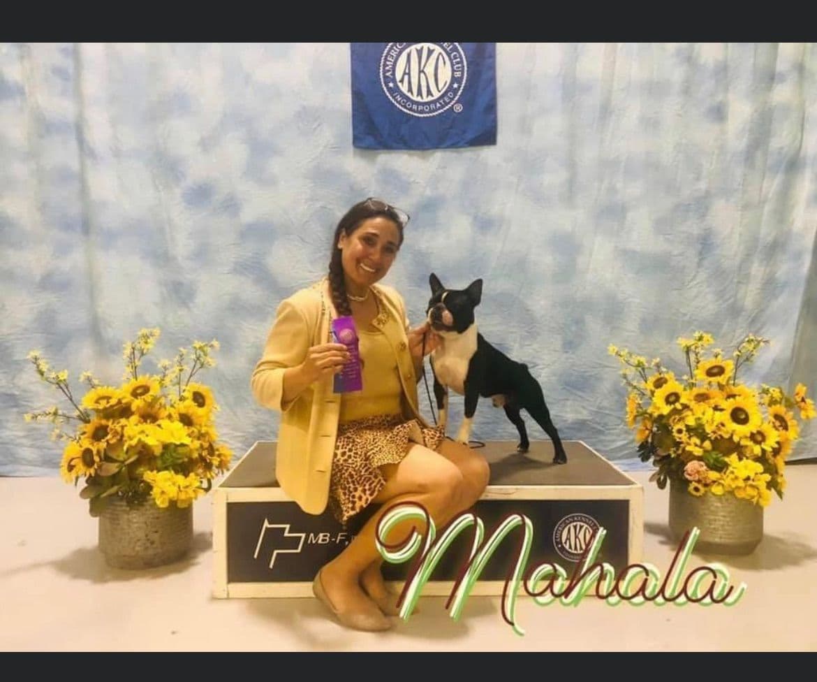 PATRIOT FARM BOSTON TERRIERS breeder image 18