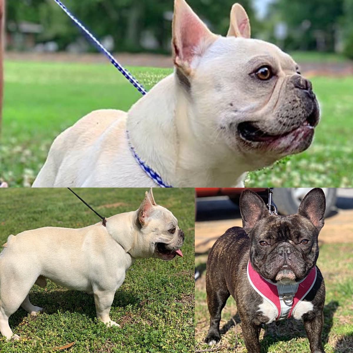 French Bulldog Puppies breeder image 24