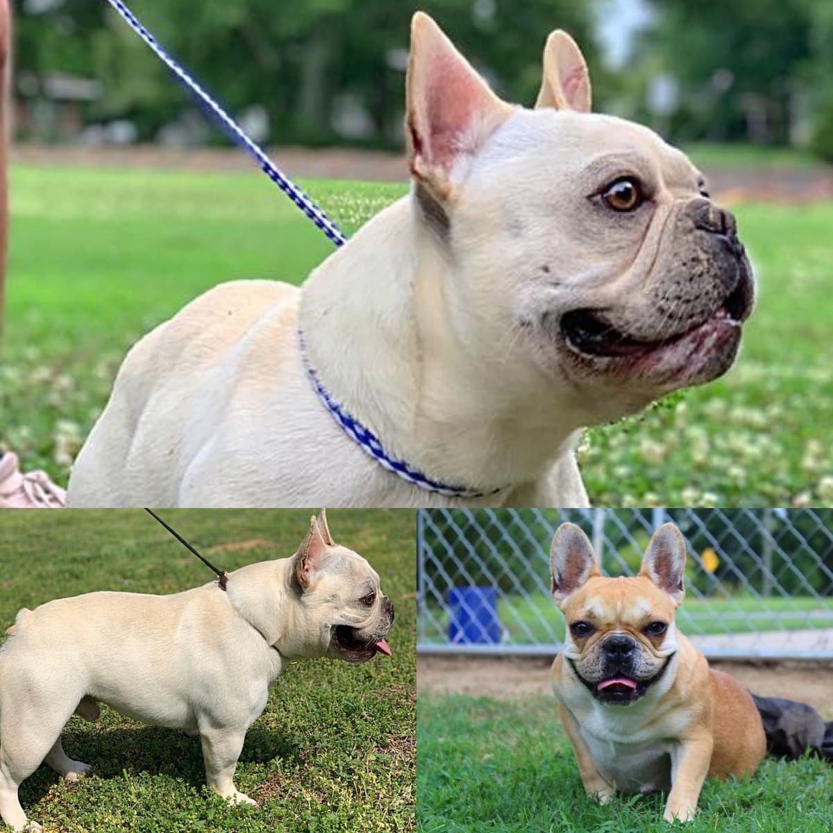 French Bulldog Puppies breeder image 25