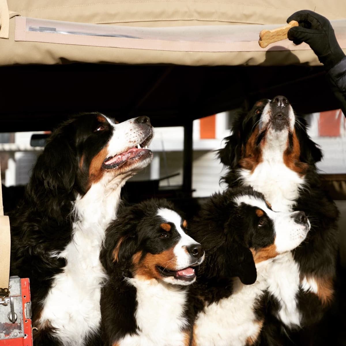 Bernese Mountain Dog Puppies breeder image 8