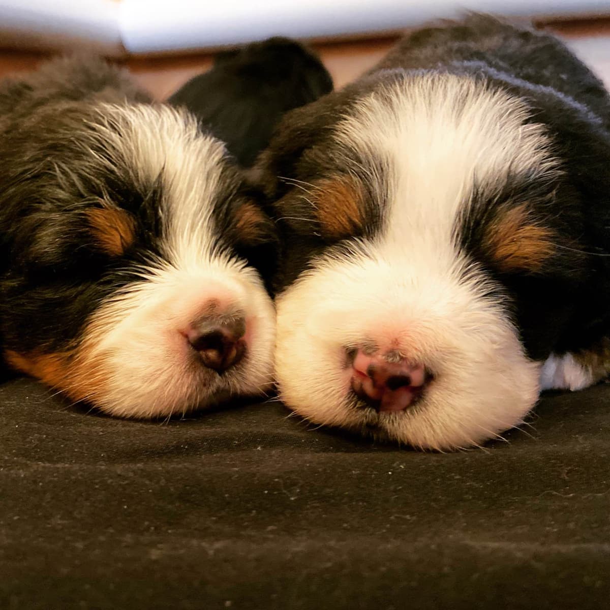 Bernese Mountain Dog Puppies breeder image 46