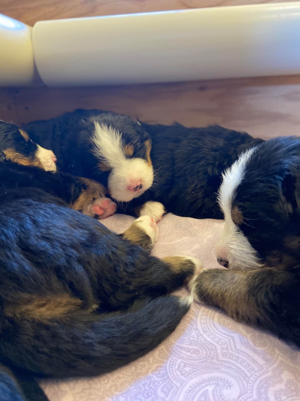 Bernese Mountain Dog Puppies breeder image 55