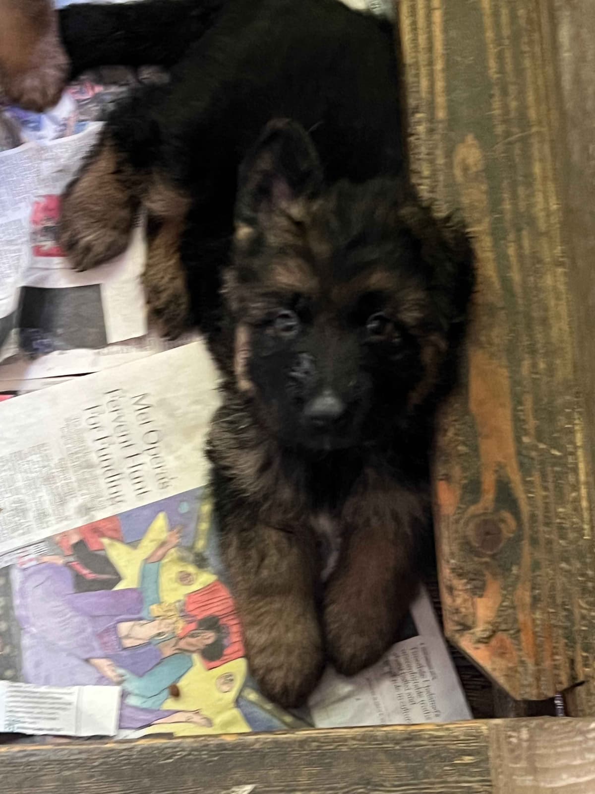German Shepherd Dog Puppies breeder image 10