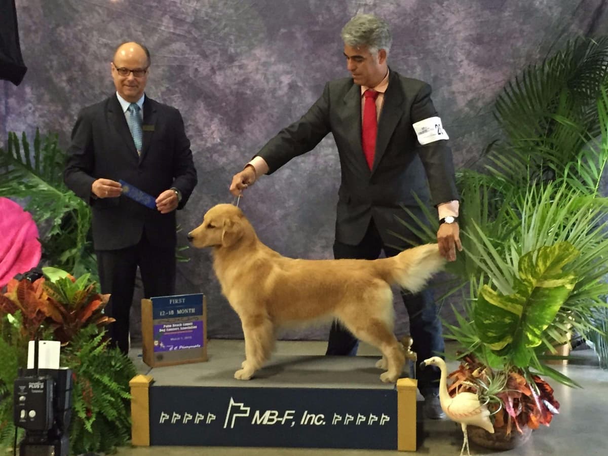 HIGH QUALITY GOLDEN RETRIEVER PUPPYS breeder image 4