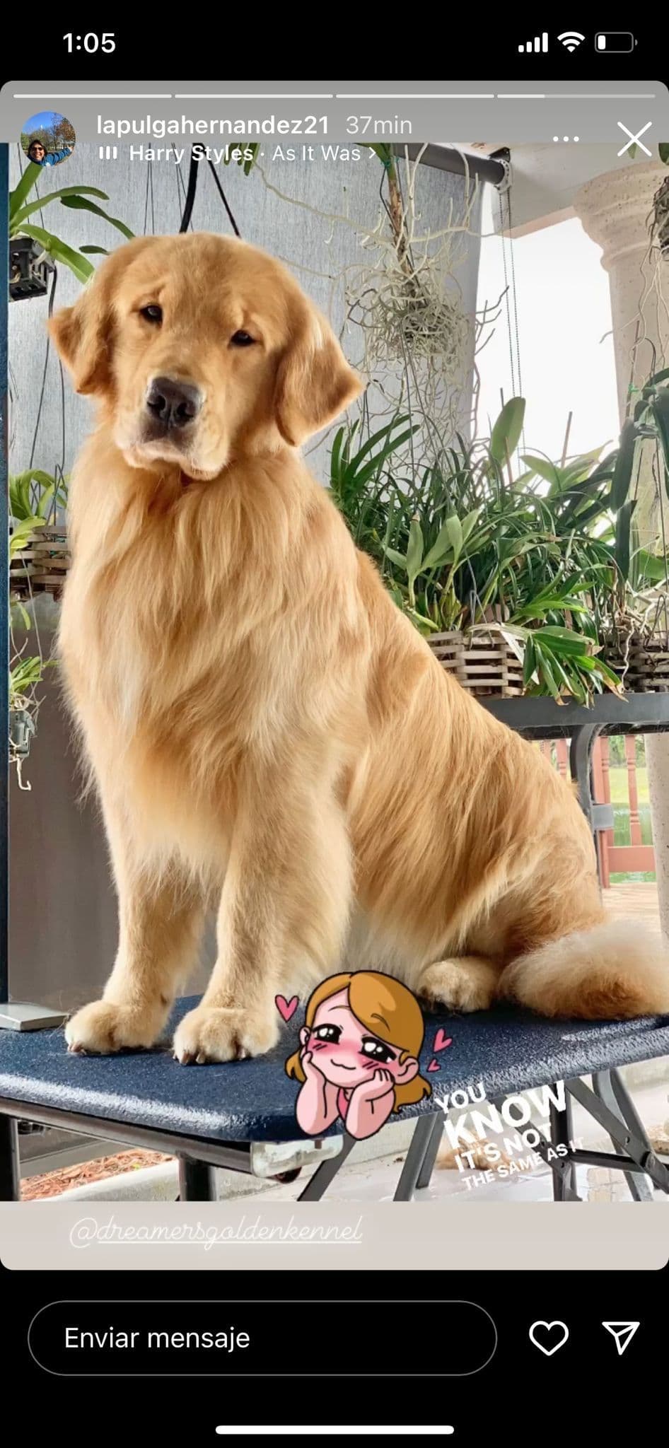 HIGH QUALITY GOLDEN RETRIEVER PUPPYS breeder image 22