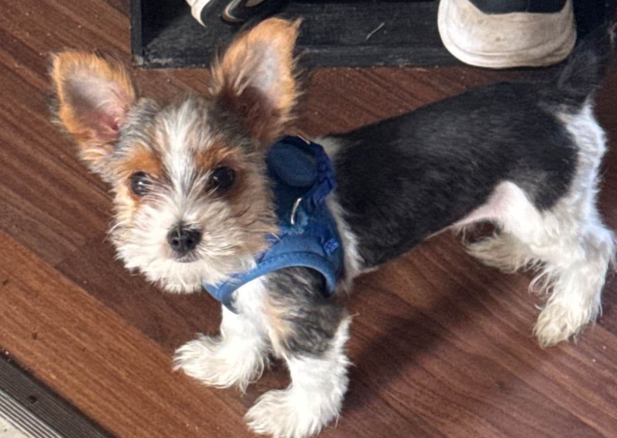 Parti Yorkshire Terrier Puppies Ripley breeder image 4