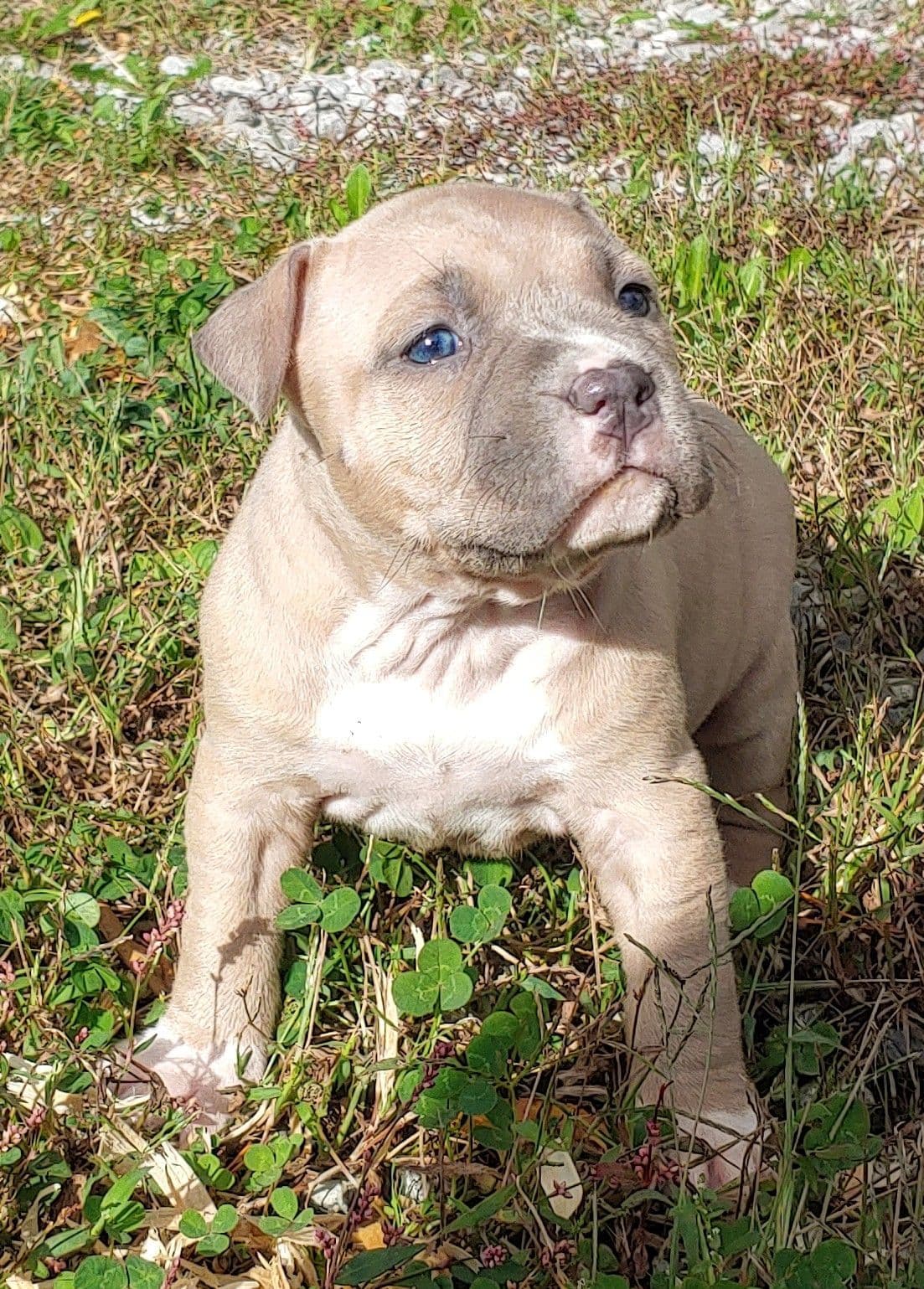 American Staffordshire Terrier Puppies breeder image 27