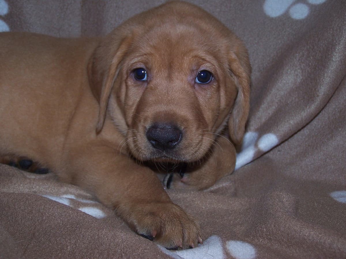 Labrador Retriever Puppies breeder image 8