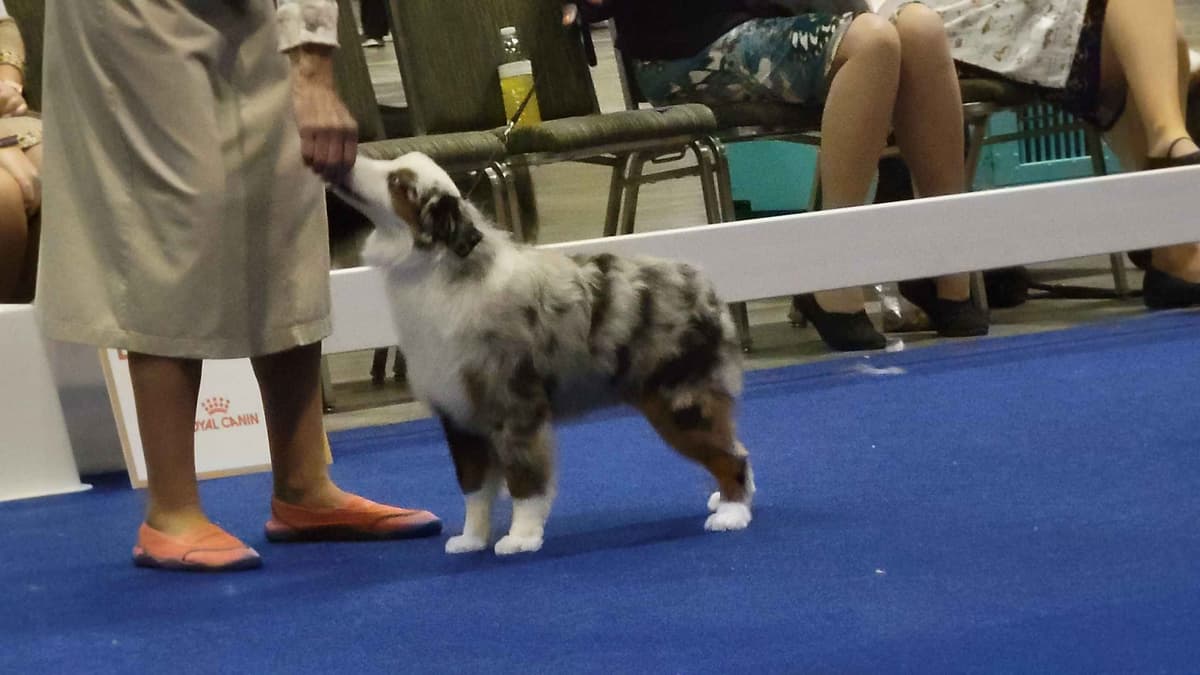 Stunning Miniature American Shepherd Puppies breeder image 8
