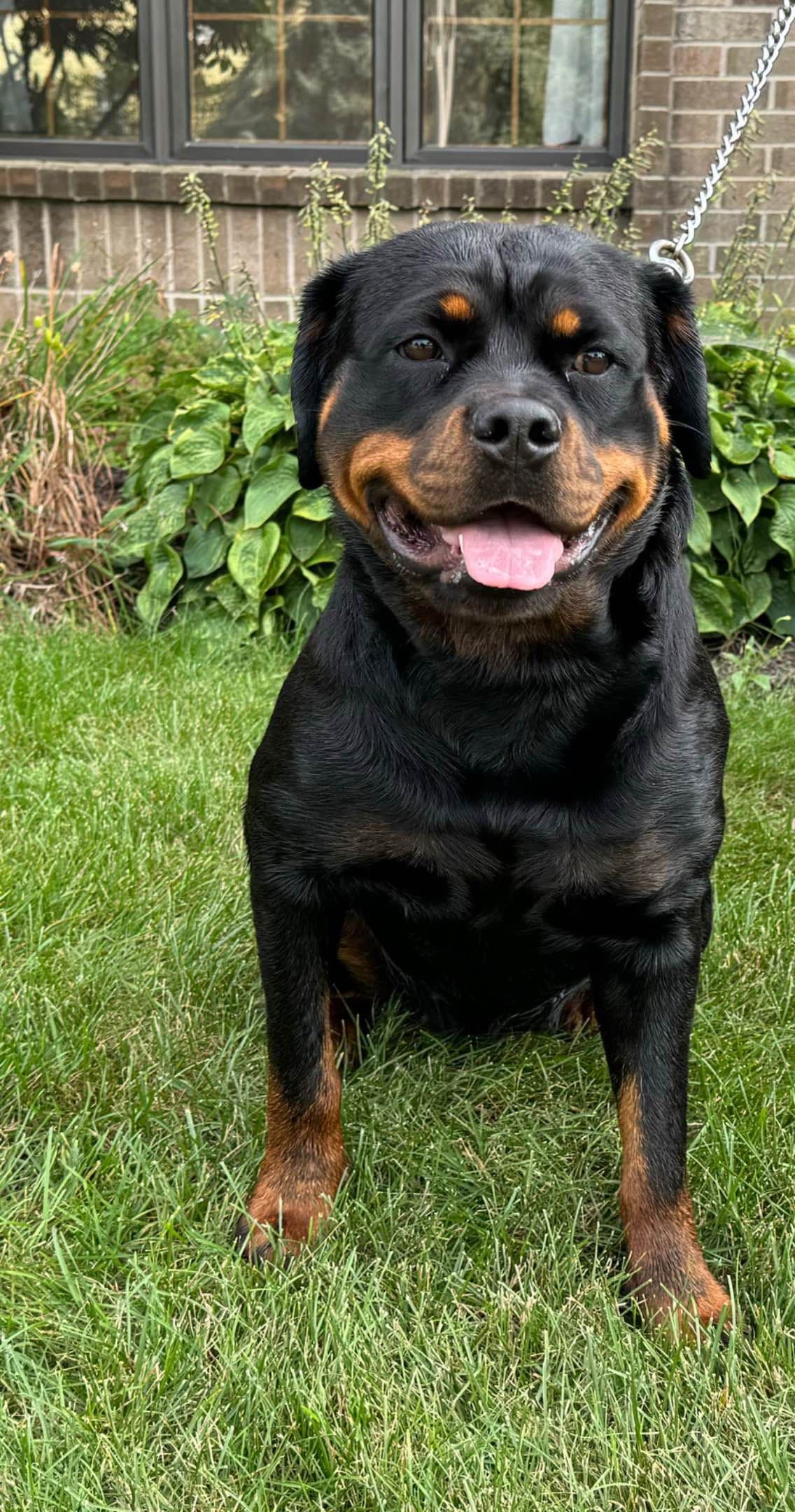 Rottweiler Puppies breeder image 3