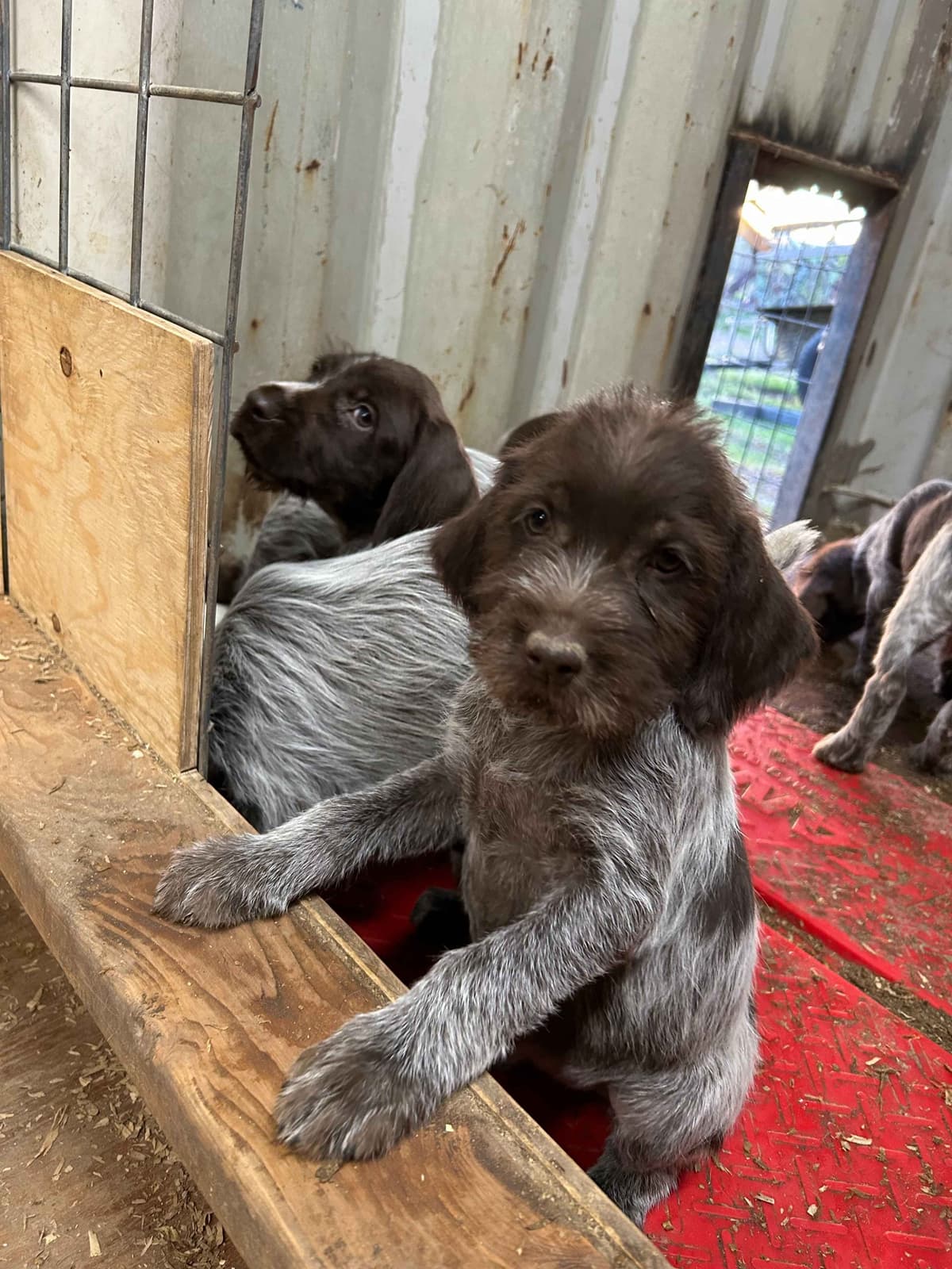 Wirehaired Pointing Griffon Puppies breeder image 8