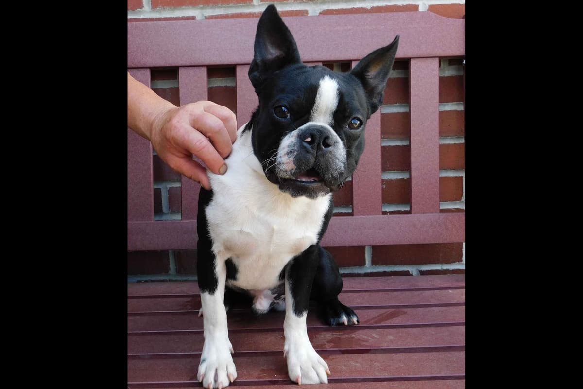 Boxer Puppies, available 5/9/26 breeder image 16