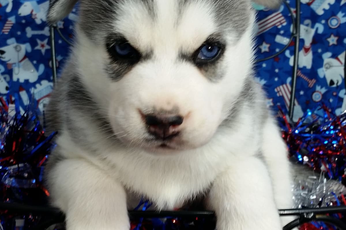 Siberian Husky Puppies breeder image 10