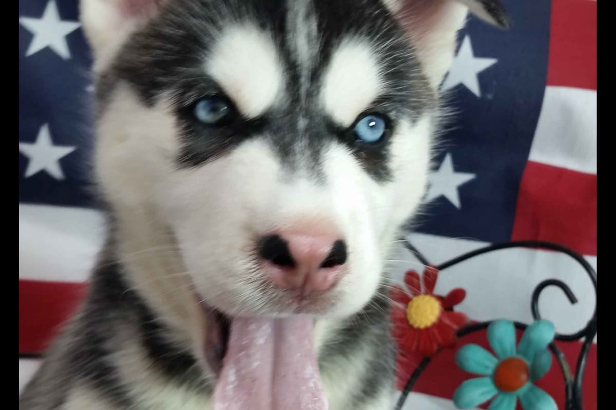 Siberian Husky Puppies breeder image 29