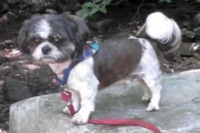 Shih Tzu Puppies breeder image 7