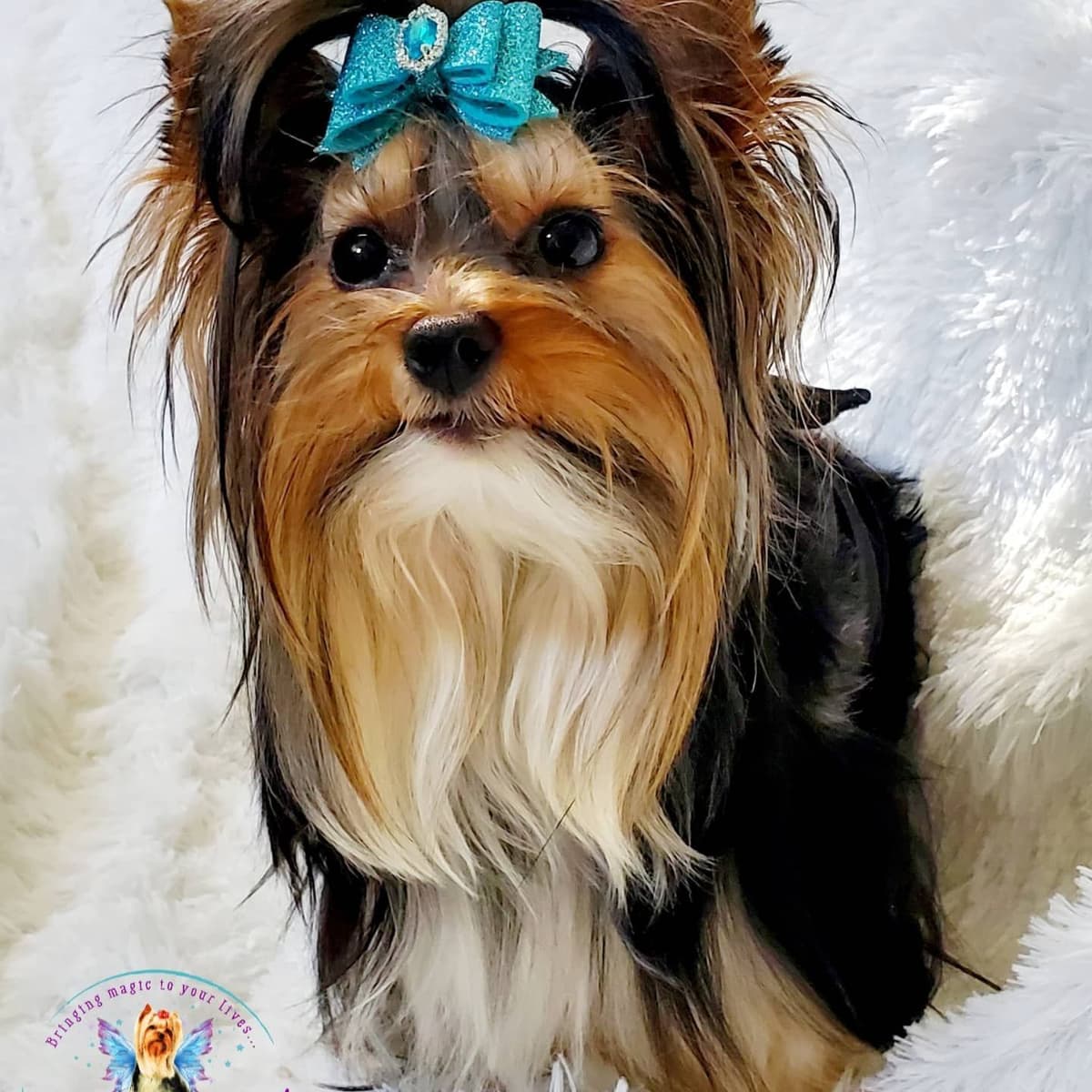 Yorkshire Terrier Puppies breeder image 1