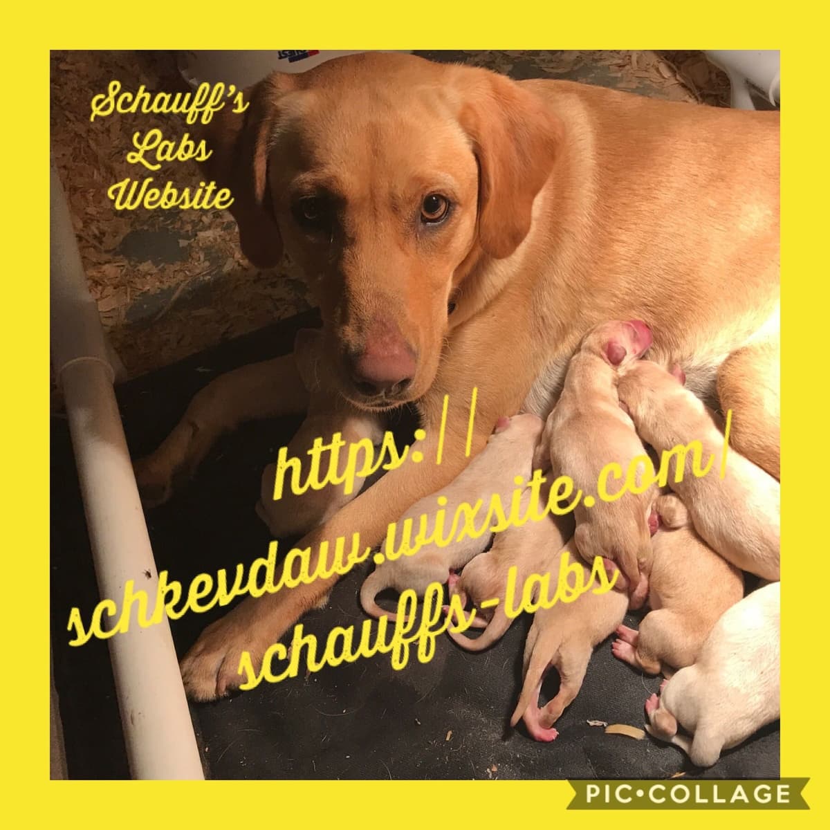 Labrador Retriever Puppies breeder image 2