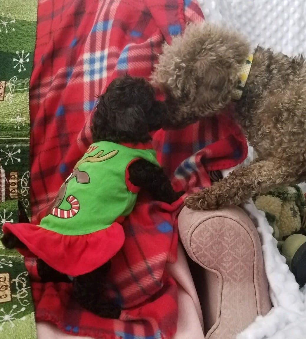 Poodle Puppies breeder image 3