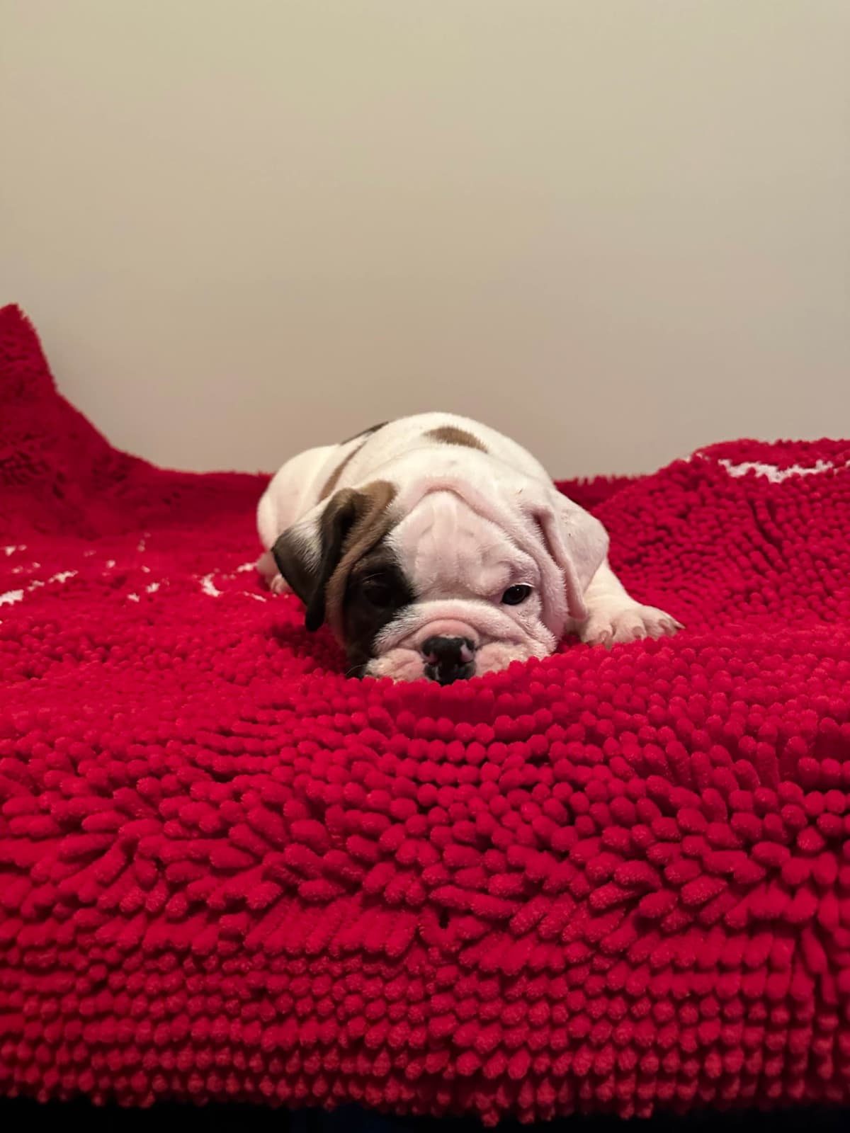 Bulldog Puppies breeder image 11