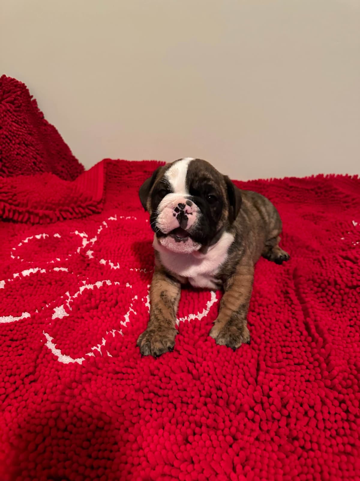 Bulldog Puppies breeder image 9