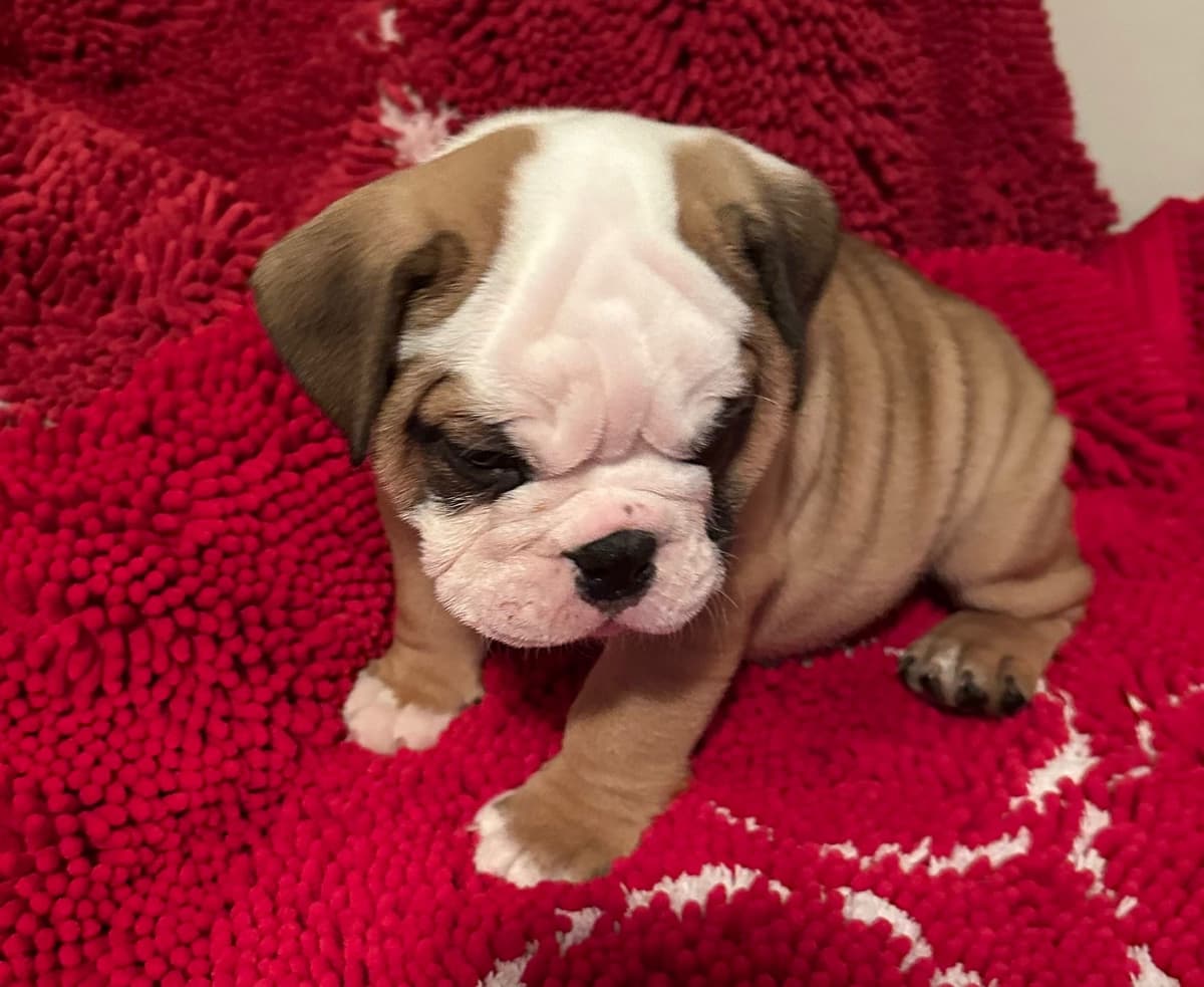 Bulldog Puppies breeder image 4