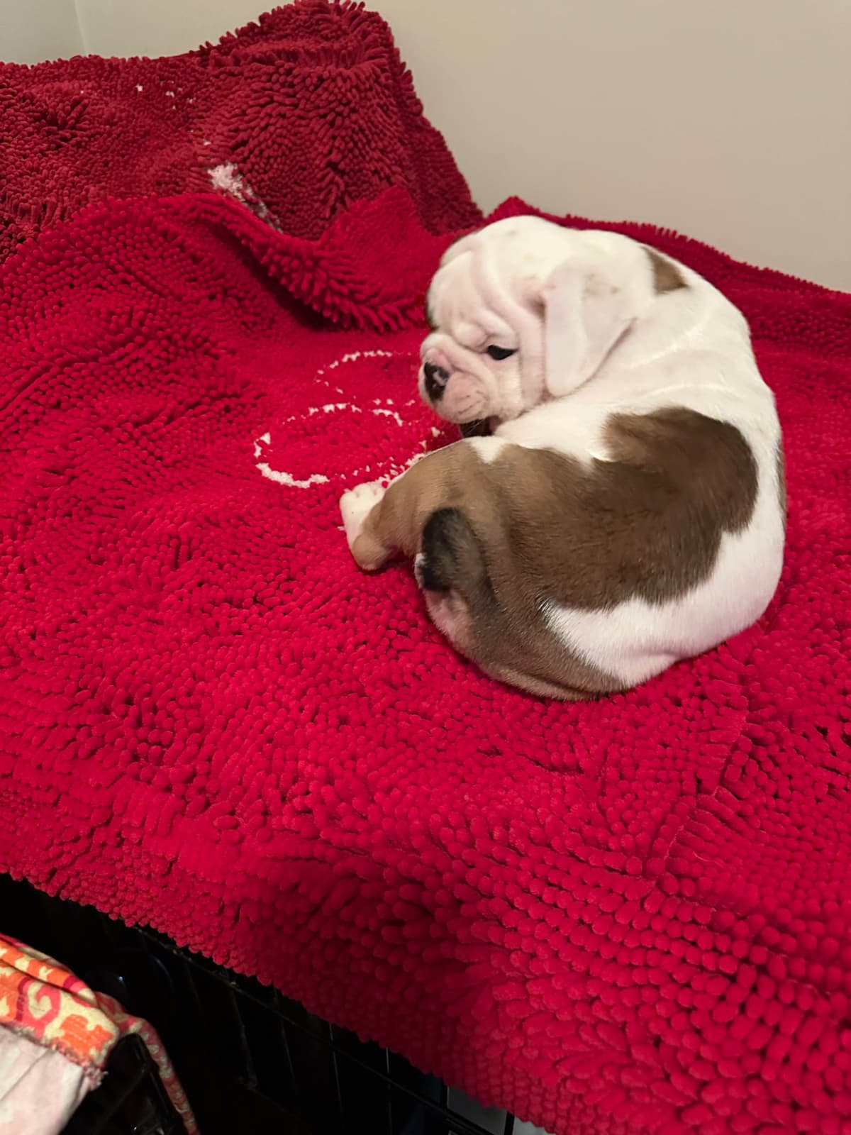 Bulldog Puppies breeder image 13