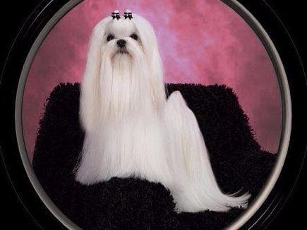Maltese Puppies Available Soon❣️❣️ breeder image 29
