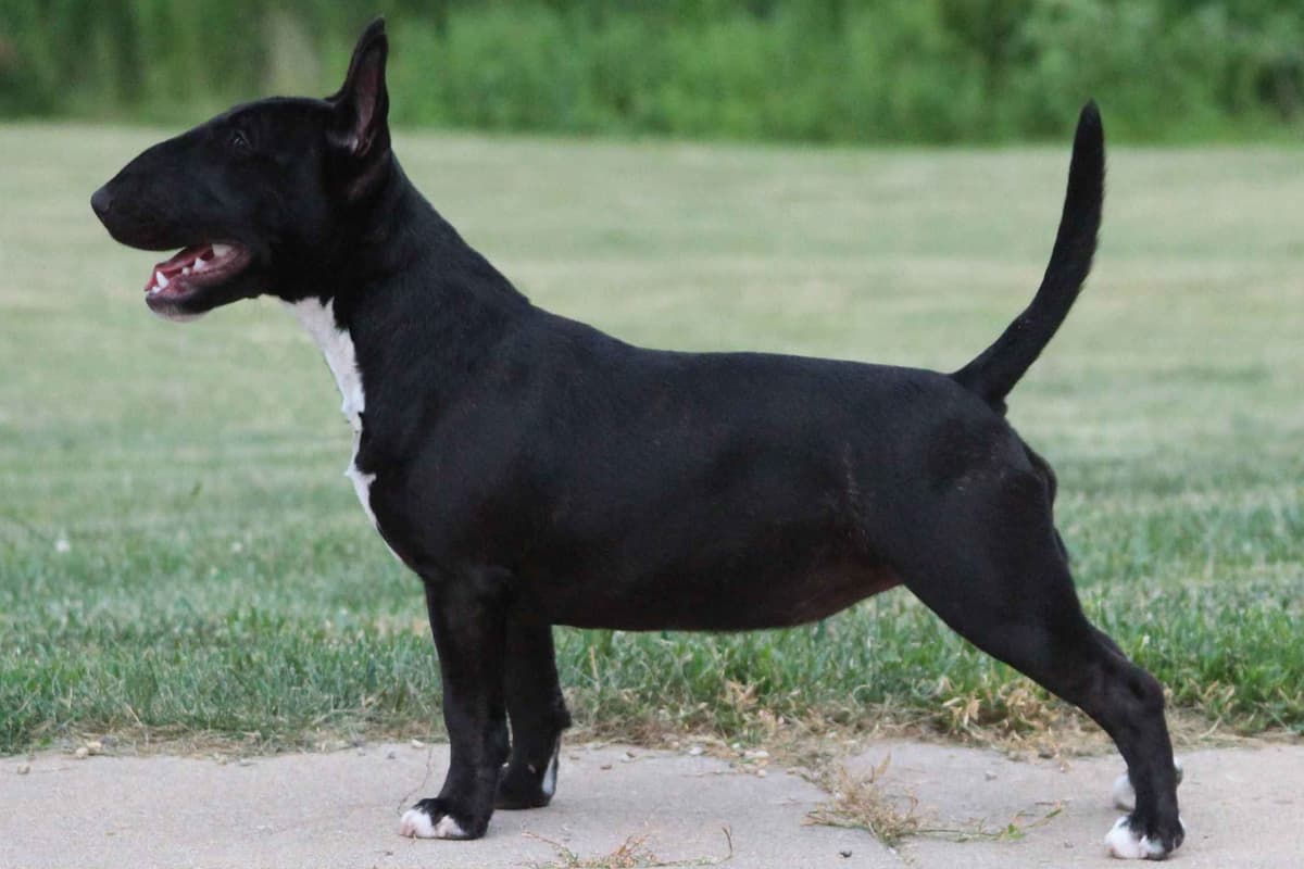Bull Terrier Puppies breeder image 2