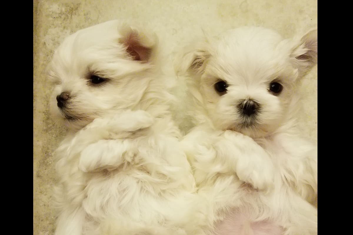 Grand Champion Sired Puppies breeder image 7