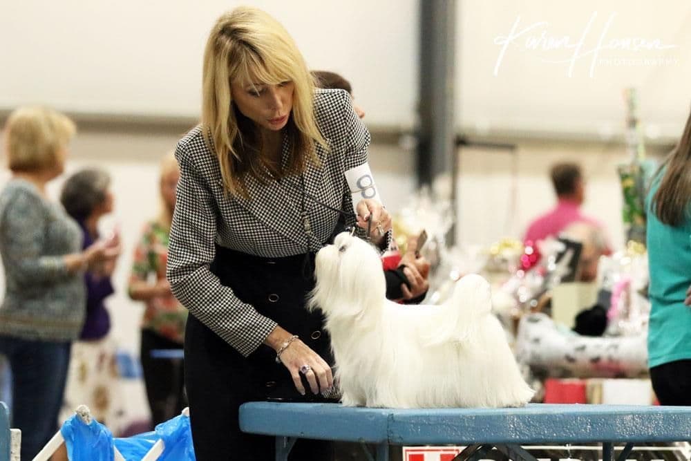 Grand Champion Sired Puppies breeder image 29