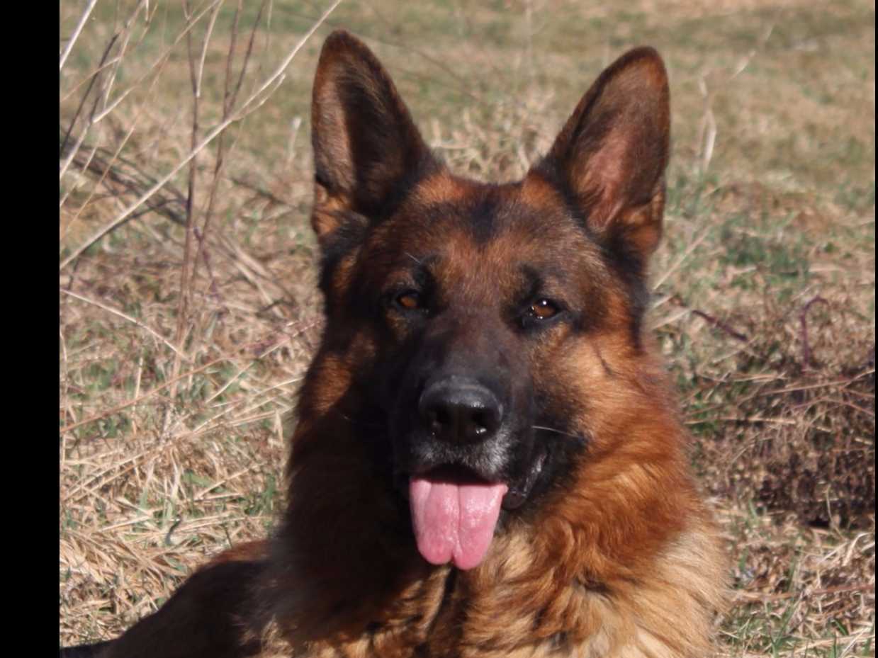 German Shepherd Dog Puppies breeder image 17
