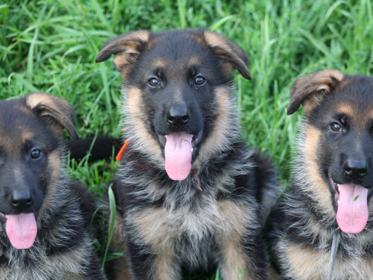 German Shepherd Dog Puppies breeder image 12